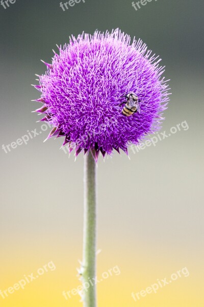 Bee Flower Insect Bloom Spring