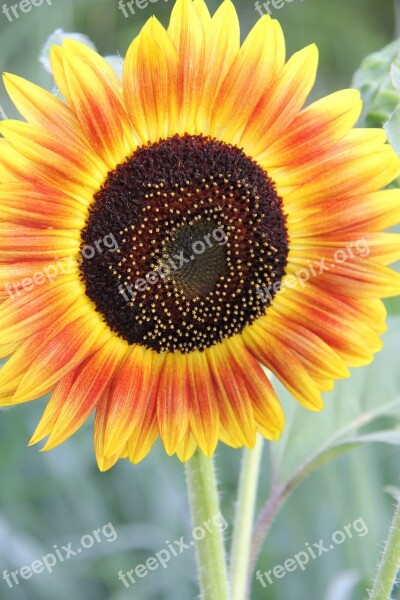 Sunflower Summer Garden Bloom Nature