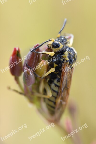 Macro Bee Insect Bees Honey