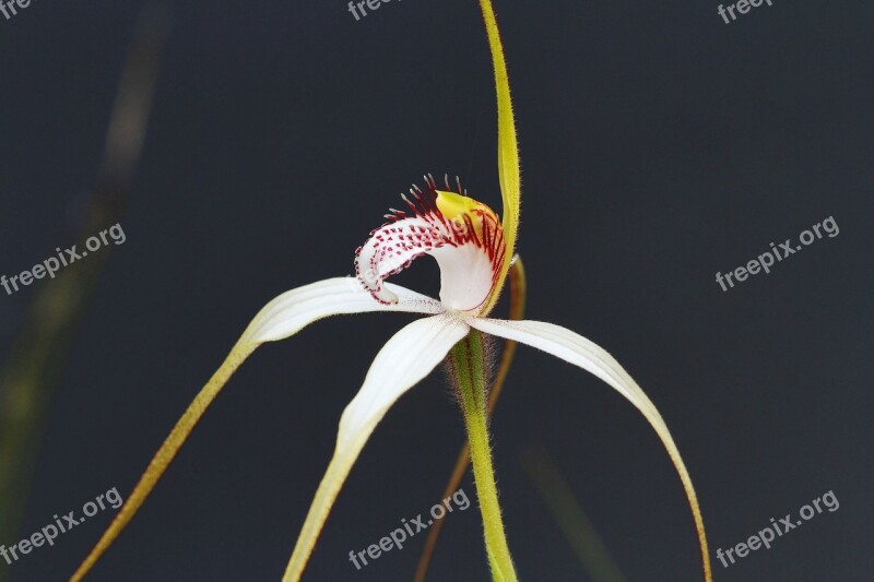 White Spider Orchid Orchids Western Australia Wildflowers Free Photos