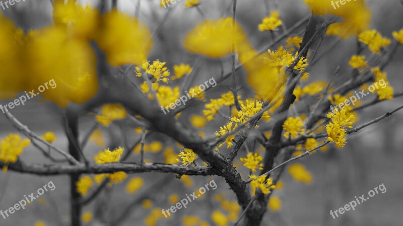 Spring Yellow Flowers Trees Black Eggplant