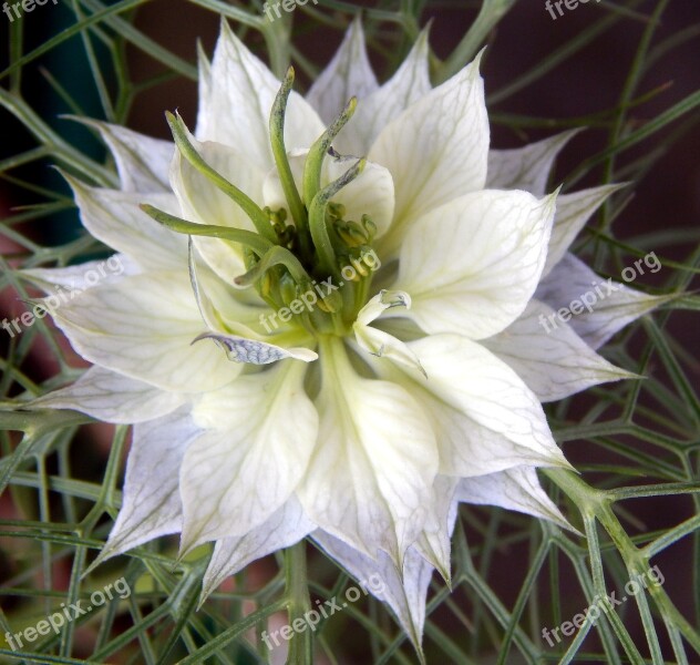 Love In A Mist Flower Garden Love-in-a-mist Bloom