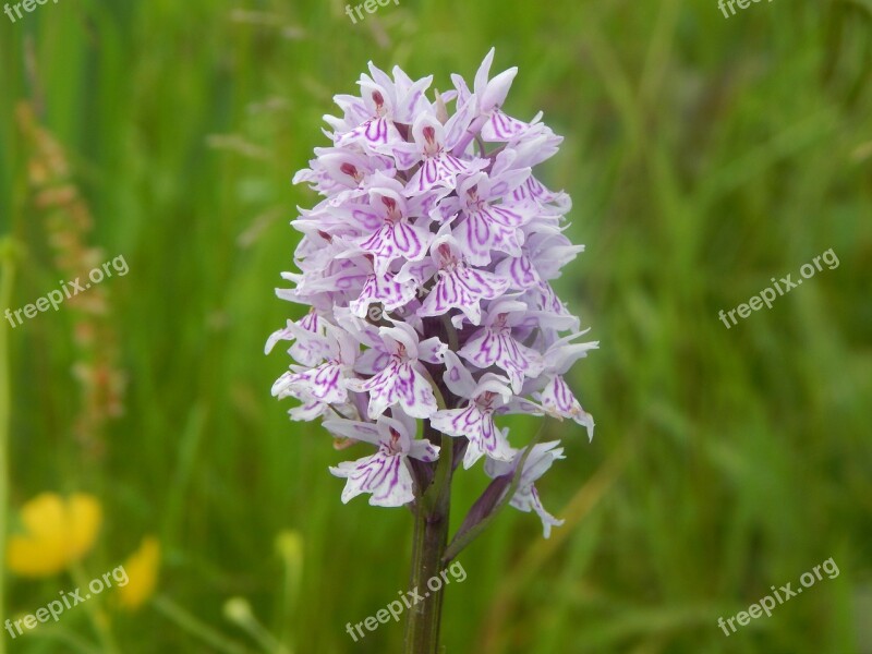 Wild Orchid Flowers Orchid Bloom Purple