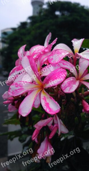 Pink Flower Due Cloudy Nature