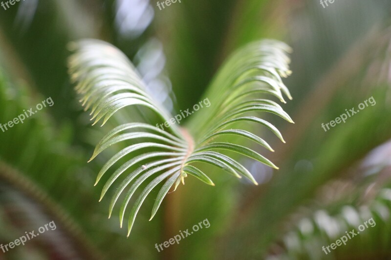 Plant Nature Flower Garden Spring