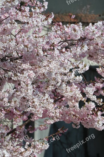 Pink Flower Tree Spring Nature