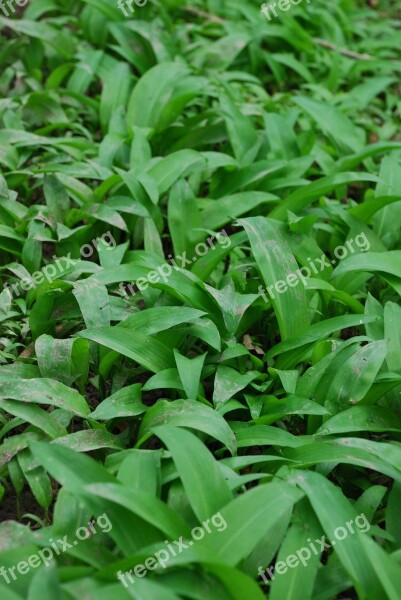 Wild Garlic Woodland Plant Nature Garlic