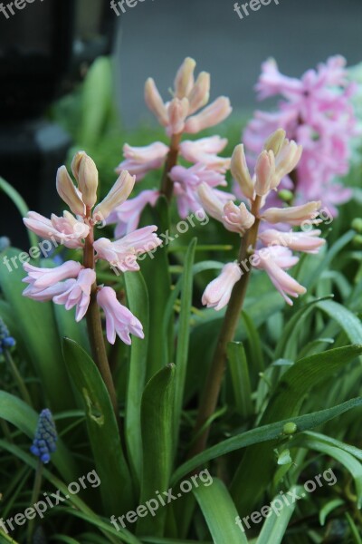 Hyacinth Wild Hyacinth Spring Flowers Nature