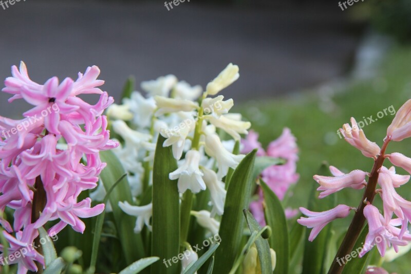 Hyacinth Wild Hyacinth Spring Flowers Nature