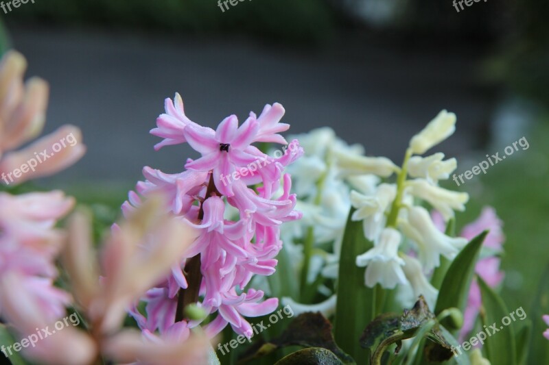 Hyacinth Wild Hyacinth Spring Flowers Nature