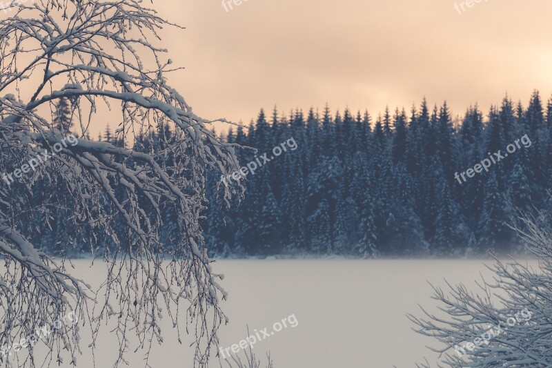 Nature Bergslagen Lake Vintersjö Vinterträd