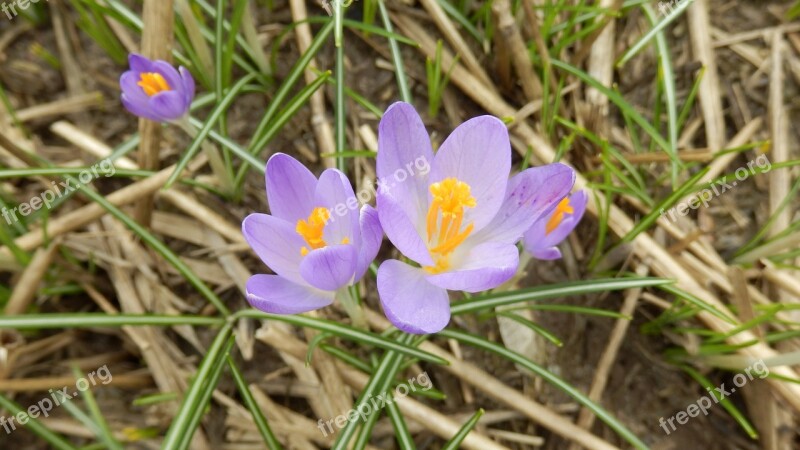 Crocus Flower Plant Nature Spring