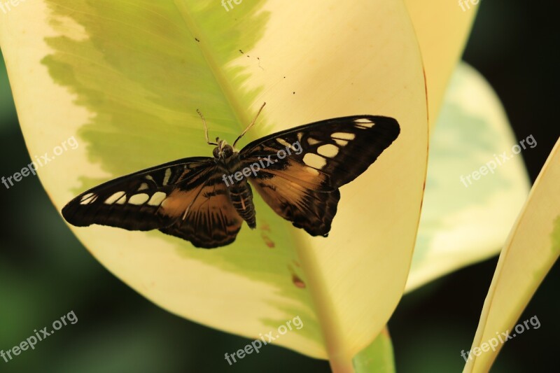 Butterfly Bug Fauna Nature Tropical