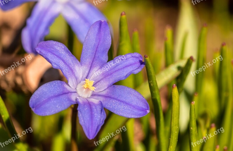 Chionodoxa Luciliae Ordinary Star Hyacinth Hyacinth Snow Shine Snow Pride