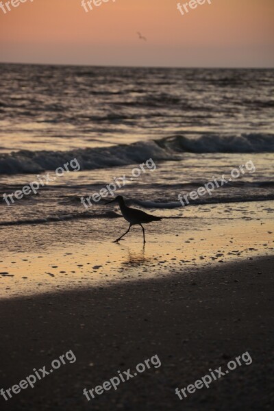 Bird Seagull Beach Sunset Free Photos