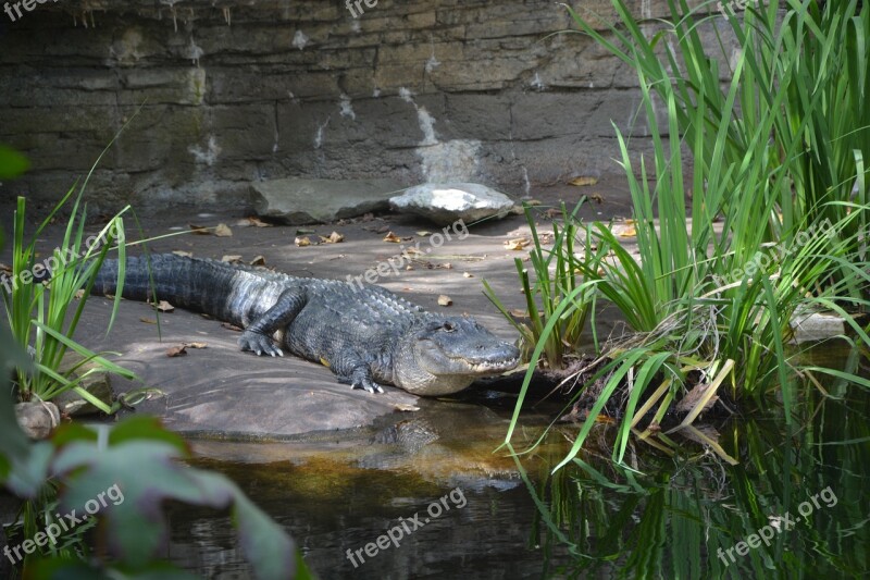 Zoo Alligator Reptile Free Photos