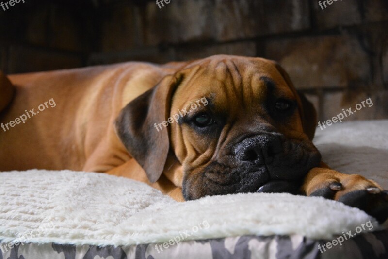 Dog Lazy Puppy Boxer Free Photos