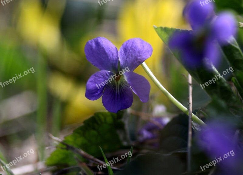 Micsunea Flower Blue Spring Small