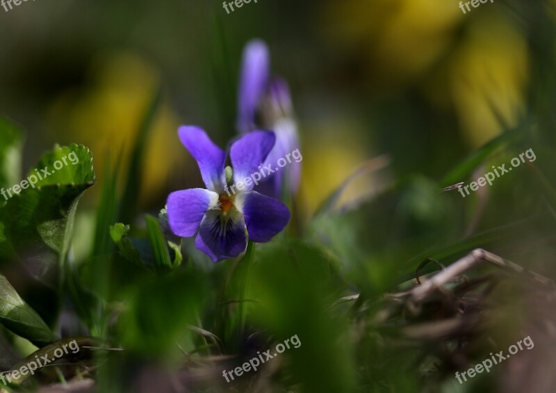 Micsunea Flower Blue Spring Small