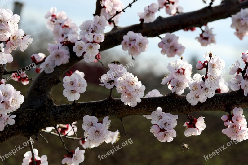 Flowers White Spring Casey Tree