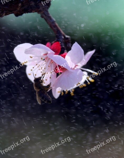 Flowers White Spring Casey Tree