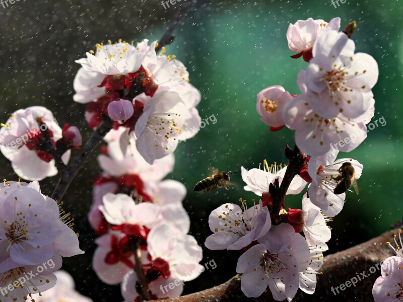 Flowers White Spring Casey Tree