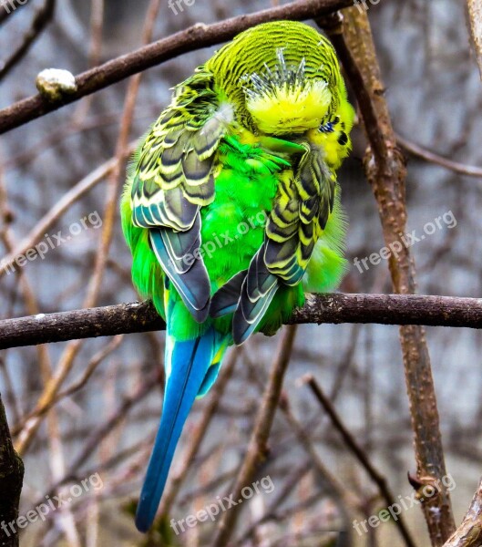 Animal World Bird Parakeet Budgie Plumage