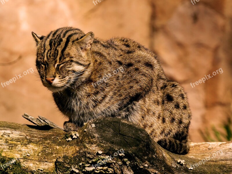 Animal World Cat Fishing Cat Predator Wild