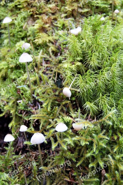 Forest Floor Moose Mushrooms Nature Green