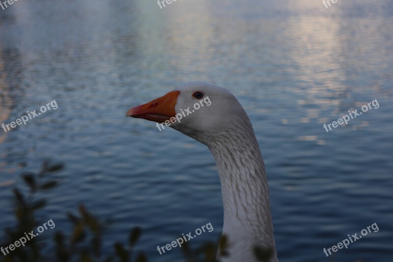 Duck Goose Lake Free Photos