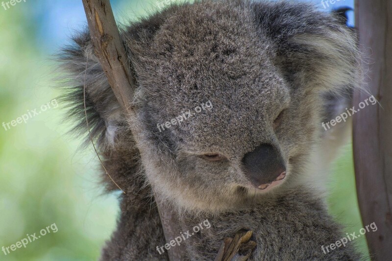 Koala Australia Animals Mammals Fauna