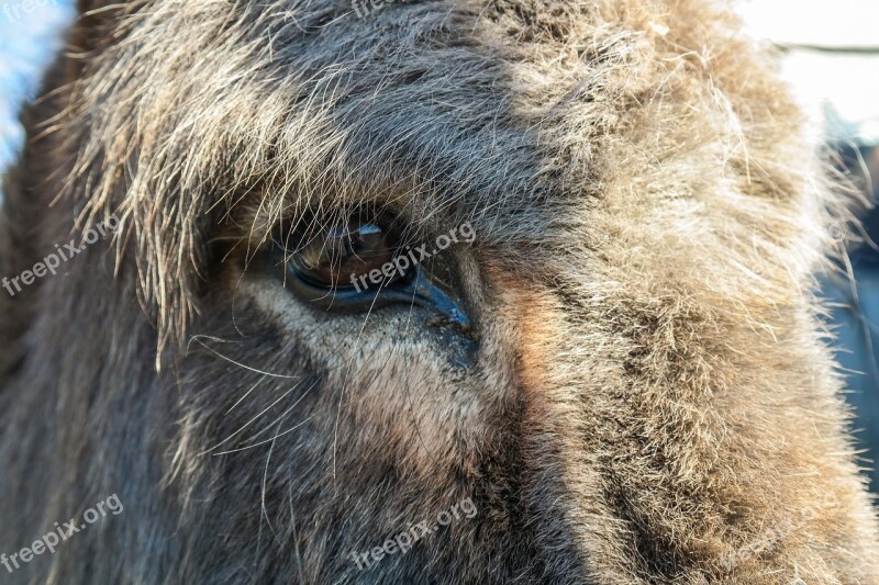 Donkey Livestock Ungulate Animal Donkey Head