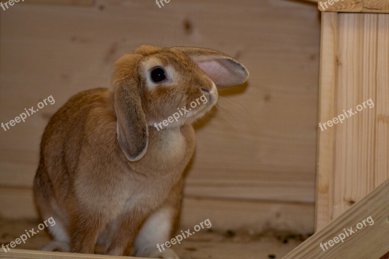 Rabbit Hare Animal Cute Fur