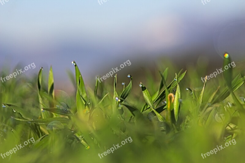 Macro In The Morning Nature Color Flora