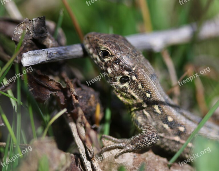 The Lizard Reptile Small Fauna Nature