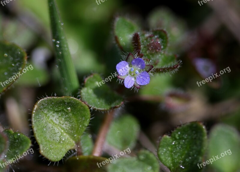 Flower Blue Violet Spring Coloring