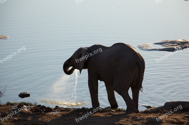 Safari Nature Africa Elephant Animals