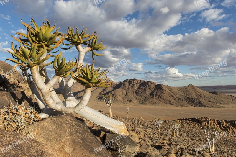 Quiver Tree Namibia Nature Tree Landscape