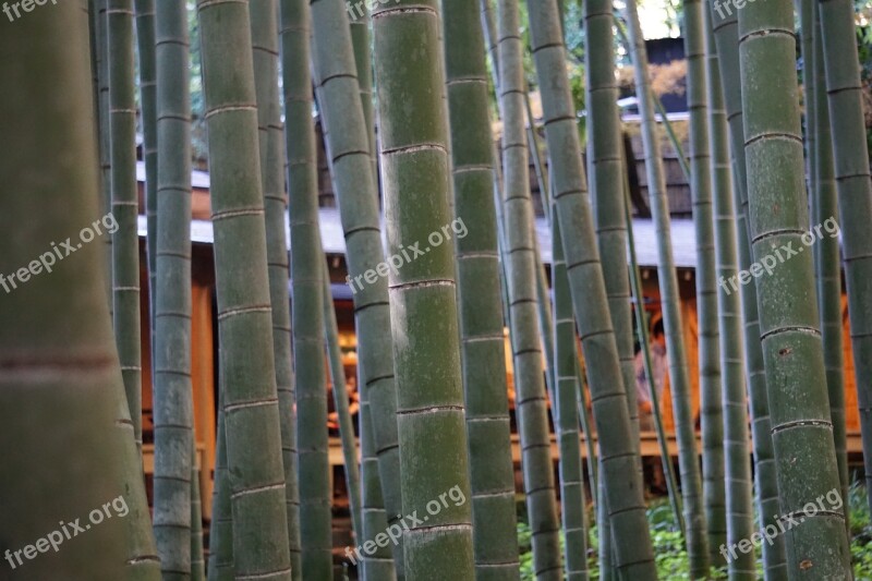 Bamboo Forest Close Up Green Zen