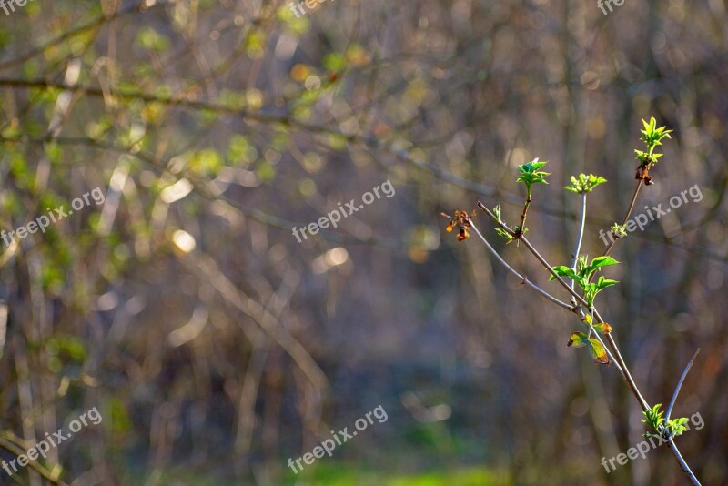 Spring Nature Branch Twig Branches