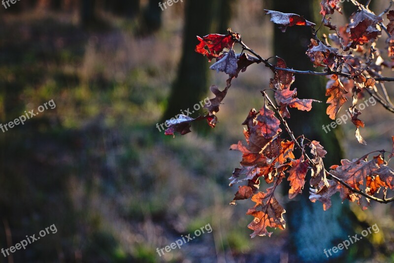 Autumn Leaves Colors Background Nature