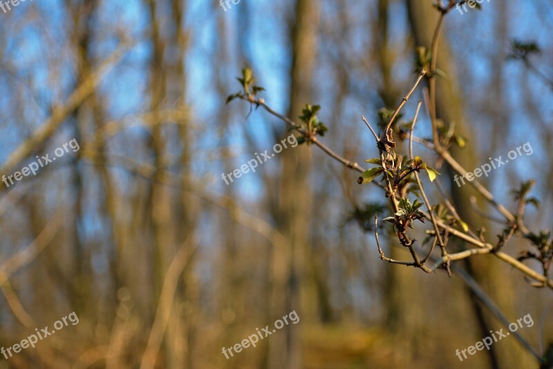 Spring Bush Tree Shrubs Trees