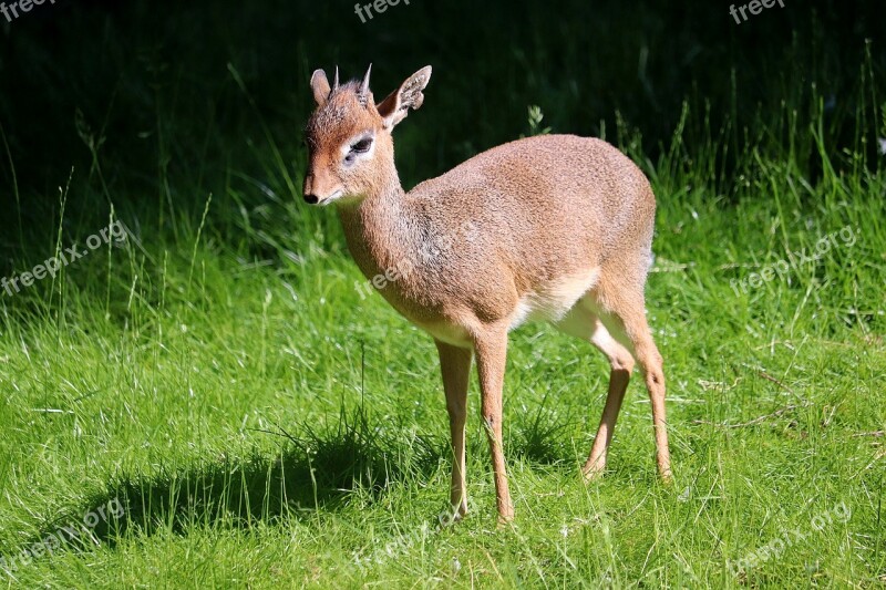 Animal Zoo Nature Animal World Wild Animal