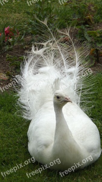 Fauna Peacock Animal Nature Feathers