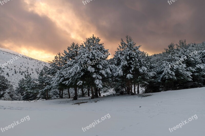 Tree Forest Landscape Trees Nature