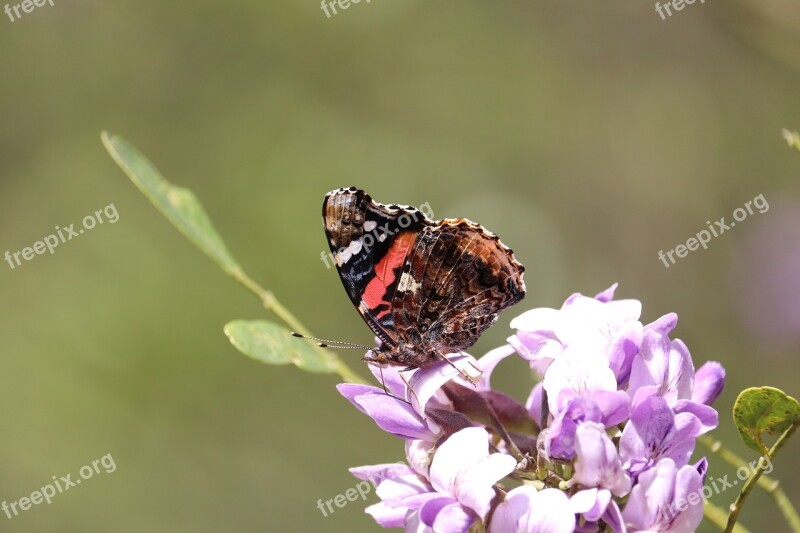 Orange Brown Butterfly Colorful Nature