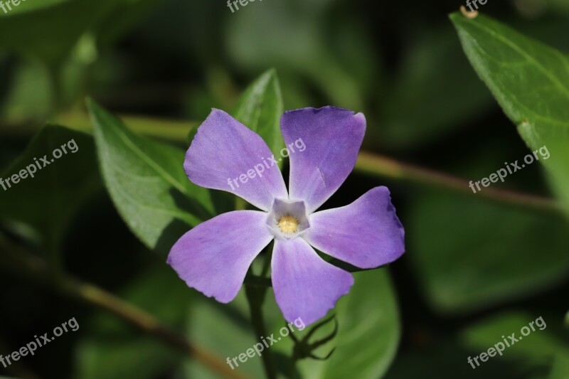 Blue Yellow Flower Macro Nature