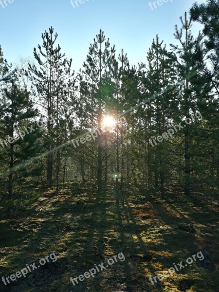 Forest Sun Morning Spring Sunrise