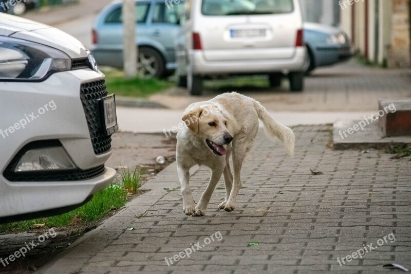 Dog Pet Animal Urban Free Photos