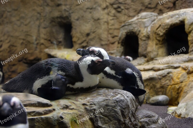 Penguin Zoo Animals Together Mates